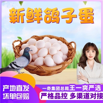 新鲜鸽子蛋30枚 顺丰包邮
