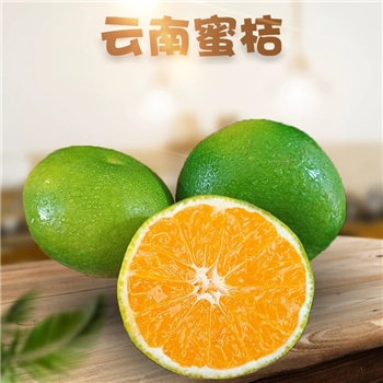 云南青皮蜜桔 （无籽）