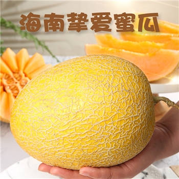 海南挚爱蜜瓜 （黄金蜜瓜，表皮带纹路）