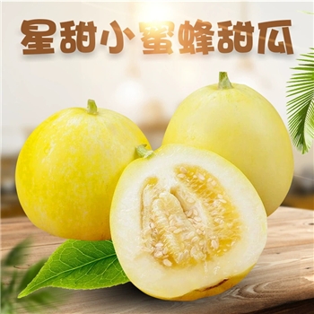 头茬星甜小蜜蜂甜瓜 （表皮黄白色，品质款）