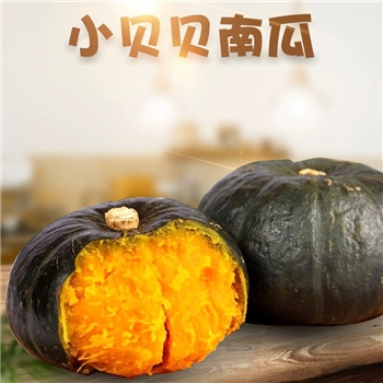 山东小贝贝南瓜