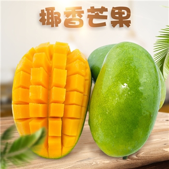 四川攀枝花椰香芒果精品果