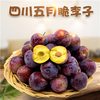 四川五月脆李子 脱骨李的品种之一 青紫皮黄肉