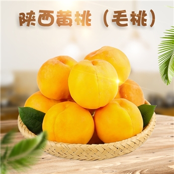 陕西黄桃 （黄毛桃） 品种：黄金蜜