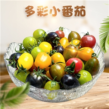 【顺丰】山东寿光多彩小番茄