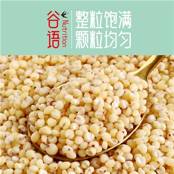 红高粱米500g*2袋 真空包装东北新米脱壳高粱仁五谷杂粮 高粱米批发